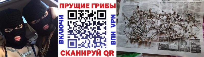 hydra ТОР  Южно-Сухокумск  Псилоцибиновые грибы прущие грибы 